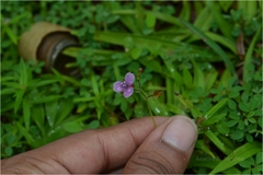 Murdannia dimorpha